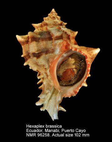 Hexaplex brassica (5).jpg - Hexaplex brassica(Lamarck,1822)